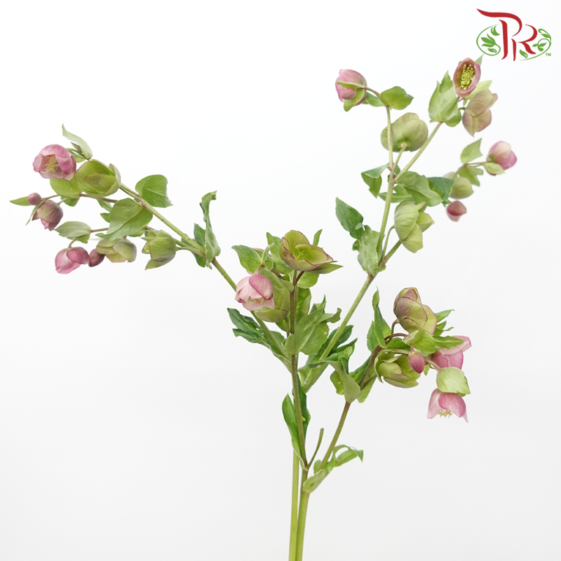 Helleborus - Purple (Per Bunch)-Purple-China-prflorist.com.my