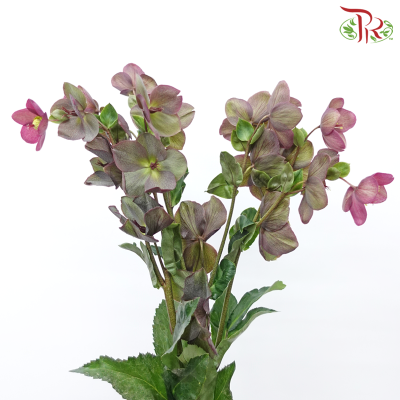 Helleborus - Purple (Per Bunch)-Purple-China-prflorist.com.my