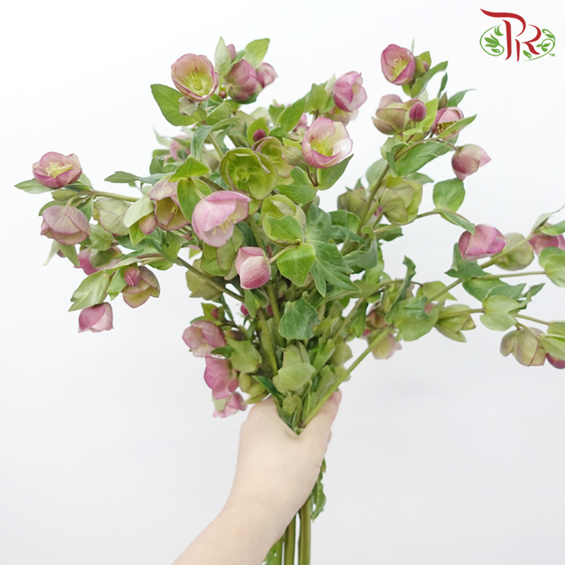Helleborus - Purple (Per Bunch)-Purple-China-prflorist.com.my