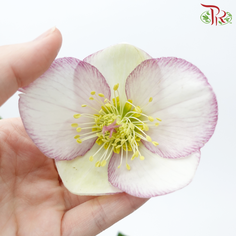 Helleborus - White With Purple Lining (Per Bunch)-White With Purple Lining-China-prflorist.com.my