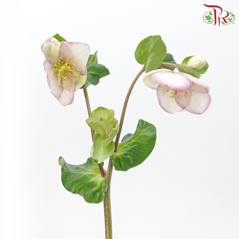 Helleborus - White With Purple Lining (Per Bunch)-White With Purple Lining-China-prflorist.com.my