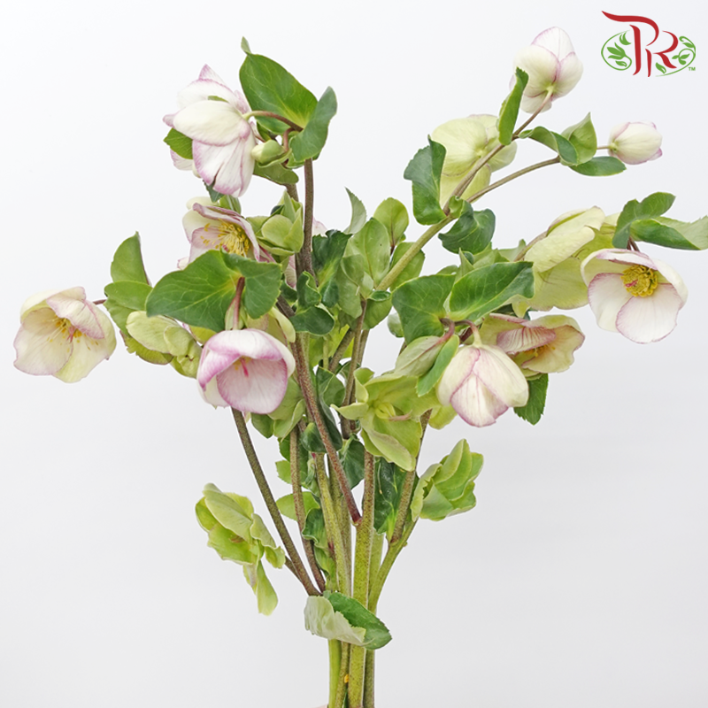 Helleborus - White With Purple Lining (Per Bunch)-White With Purple Lining-China-prflorist.com.my