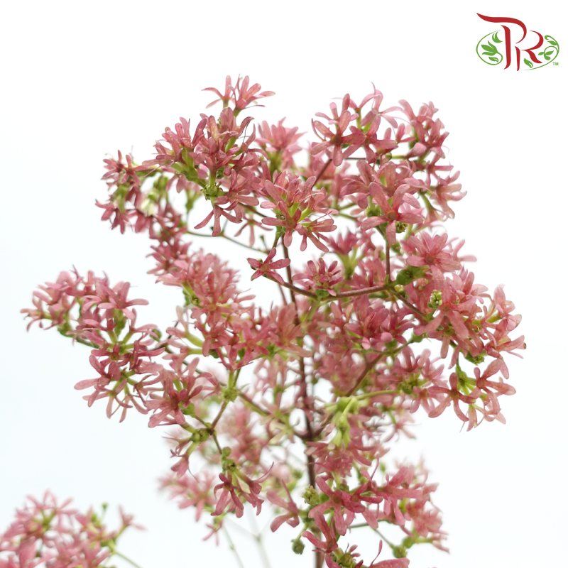 Heptacodium Miconioides - Pink (2 Stems)-Pink-Japan-prflorist.com.my