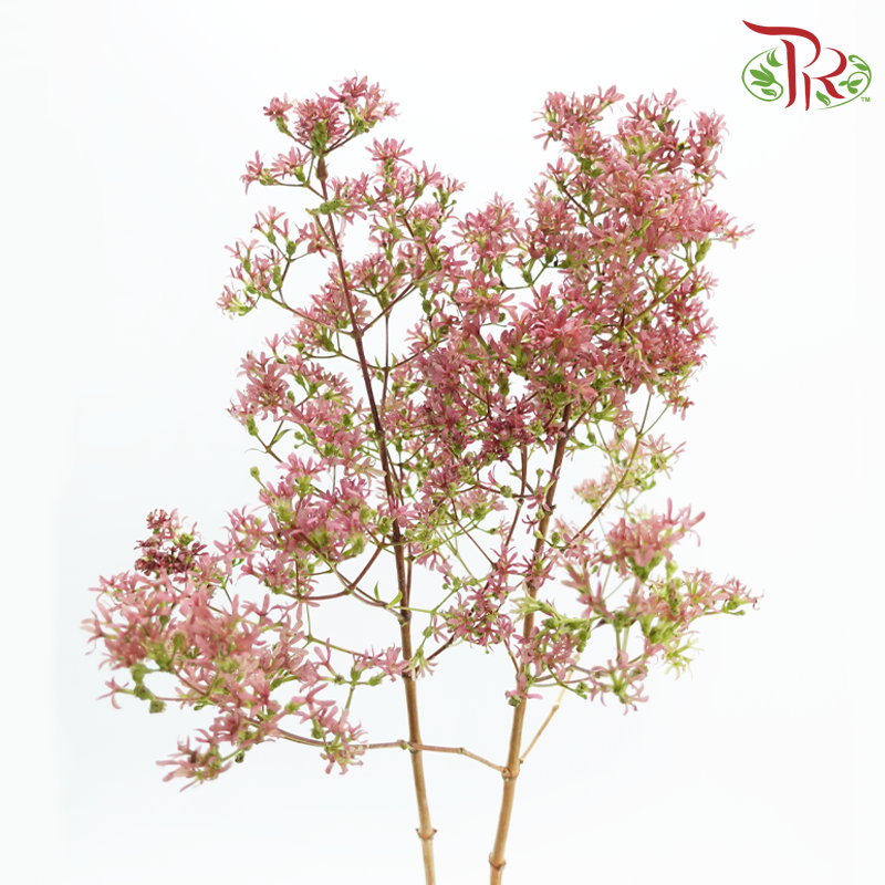 Heptacodium Miconioides - Pink (2 Stems)-Pink-Japan-prflorist.com.my
