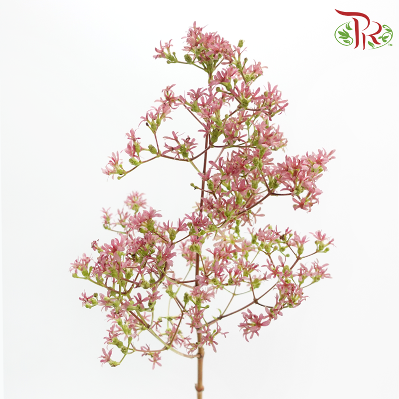 Heptacodium Miconioides - Pink (2 Stems)-Pink-Japan-prflorist.com.my