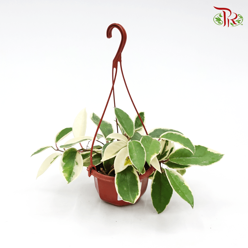 Hoya Krimson Queen 《克里姆森王后毬蘭》-Pudu Ria Florist-prflorist.com.my