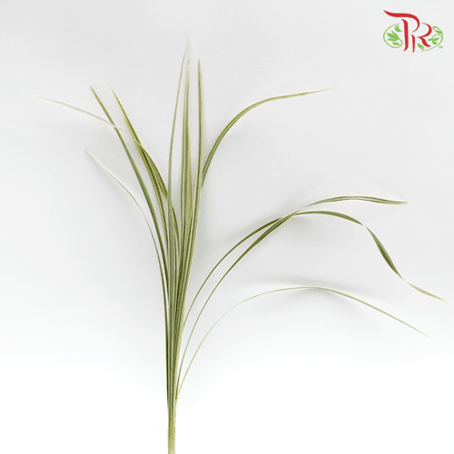 HW - Beargrass White Leaf (Ophiopogon)-Malaysia-prflorist.com.my
