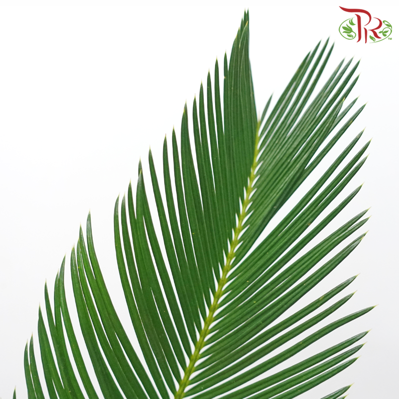 HW - Cycas (M Size) (5 Stems)-Malaysia-prflorist.com.my