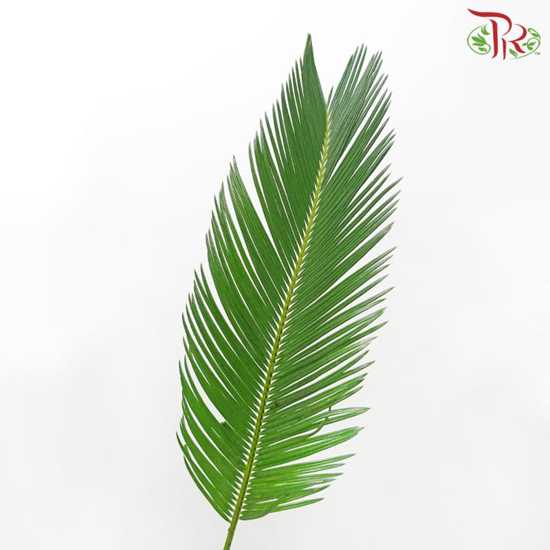 HW - Cycas (M Size) (5 Stems)-Malaysia-prflorist.com.my