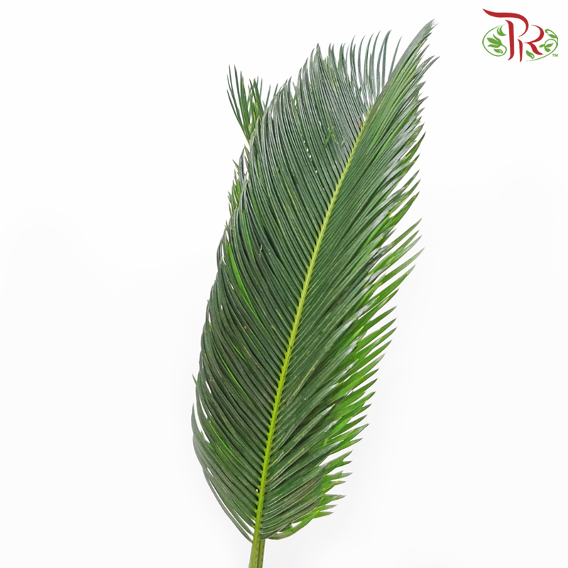 HW - Cycas (M Size) (5 Stems)-Malaysia-prflorist.com.my