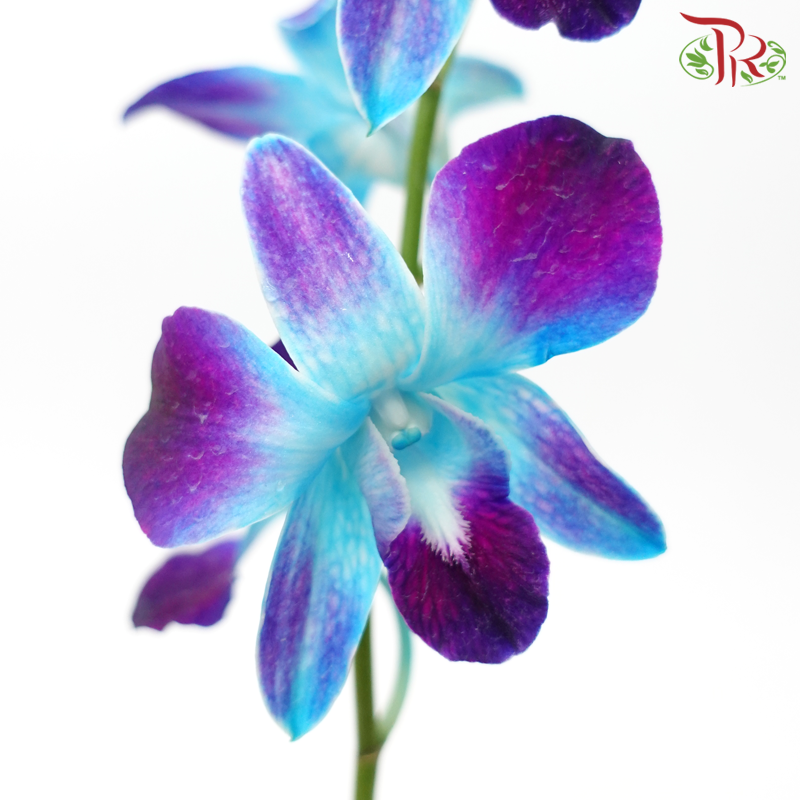 HW - Dendrobium Bon Dyed - Blue (L Size) (5 Stems)-Blue-Malaysia-prflorist.com.my