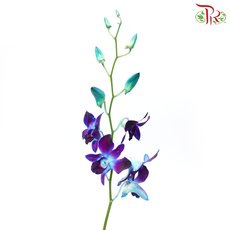 HW - Dendrobium Bon Dyed - Blue (L Size) (5 Stems)-Blue-Malaysia-prflorist.com.my