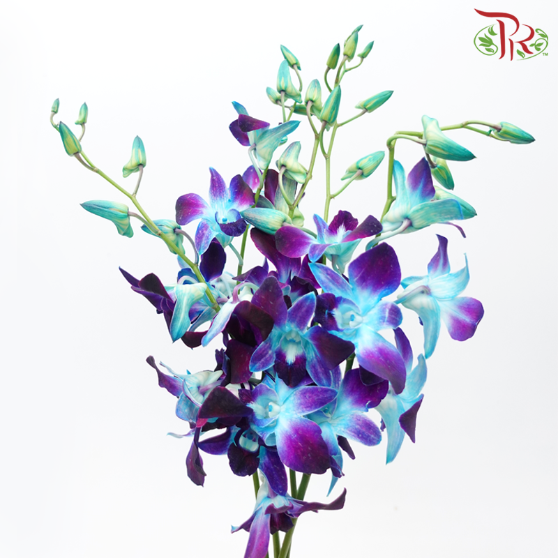 HW - Dendrobium Bon Dyed - Blue (L Size) (5 Stems)-Blue-Malaysia-prflorist.com.my