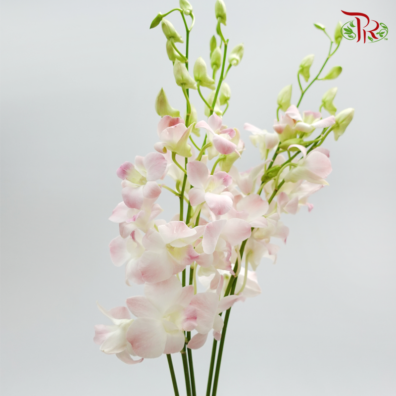 HW - Dendrobium - Cinta Sweet (SS) (5 Stems)-Pink-Malaysia-prflorist.com.my