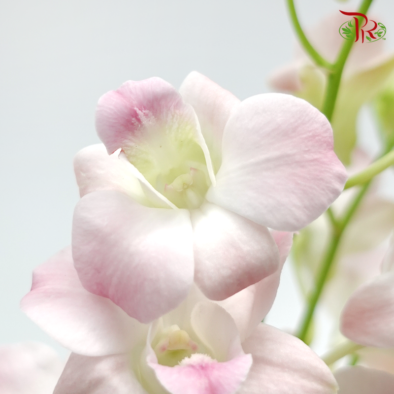 HW - Dendrobium - Cinta Sweet (SS) (5 Stems)-Pink-Malaysia-prflorist.com.my