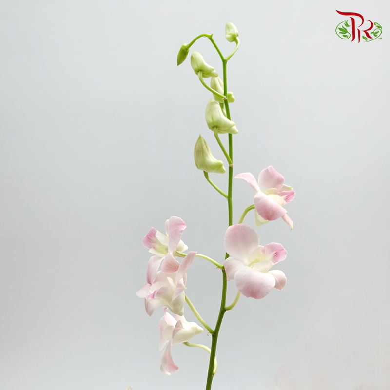 HW - Dendrobium - Cinta Sweet (SS) (5 Stems)-Pink-Malaysia-prflorist.com.my