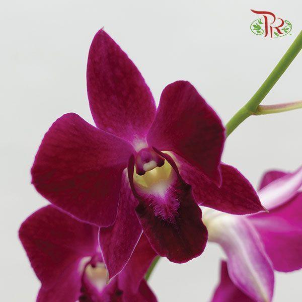 HW - Dendrobium - Orchid Burgundy (S) (5 Stems)-Purple-Malaysia-prflorist.com.my