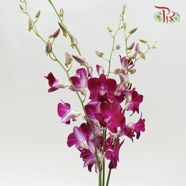 HW - Dendrobium - Orchid Burgundy (S) (5 Stems)-Purple-Malaysia-prflorist.com.my