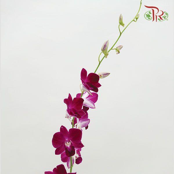 HW - Dendrobium - Orchid Burgundy (S) (5 Stems)-Purple-Malaysia-prflorist.com.my