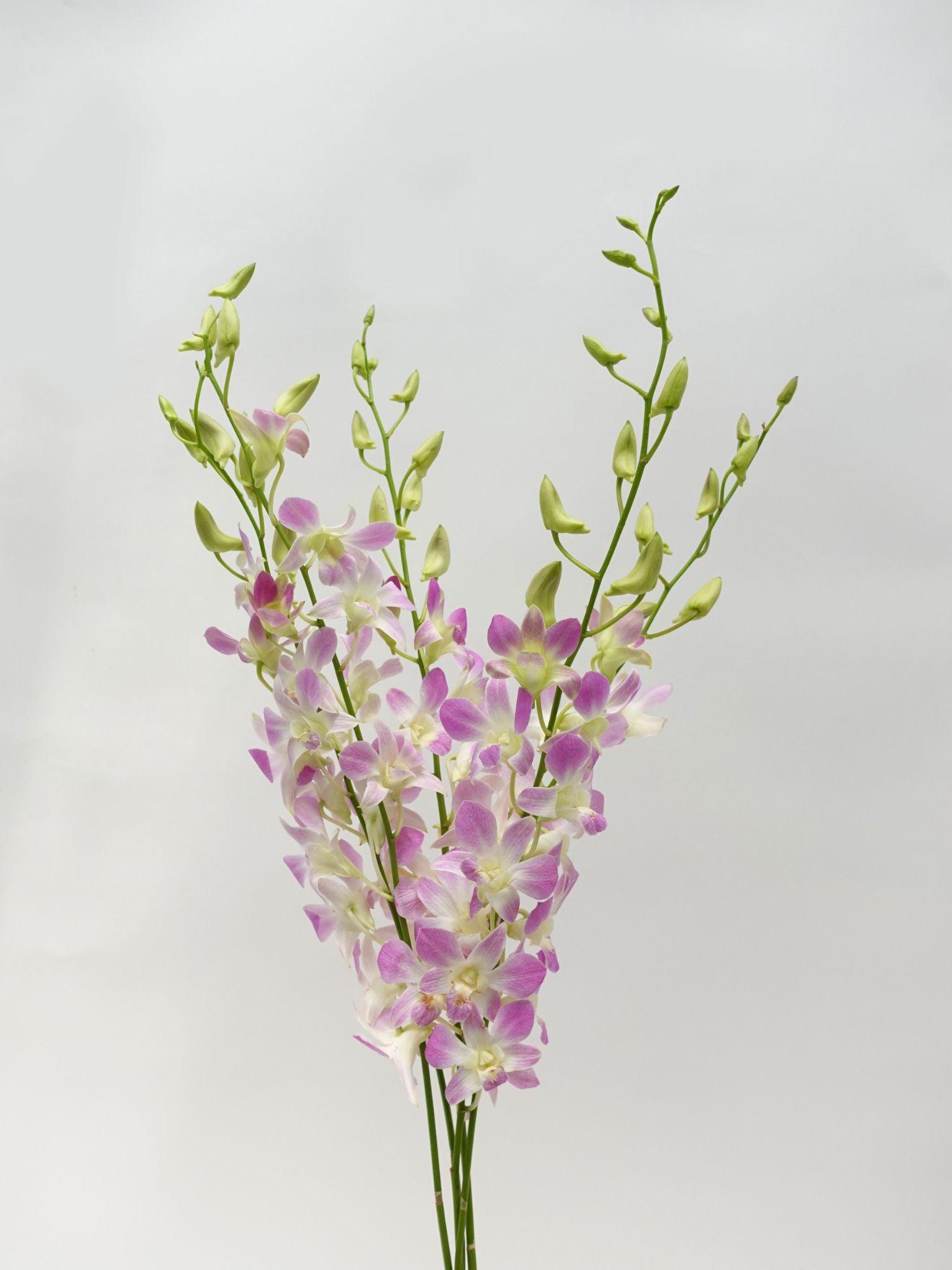 HW - Dendrobium - Orchid Lucy Pink (L) (5 Stems)-Purple-Malaysia-prflorist.com.my