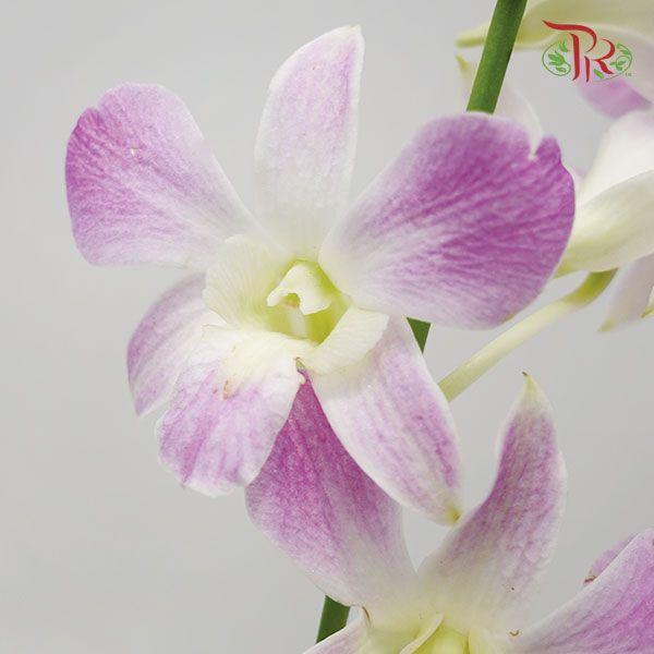 HW - Dendrobium - Orchid Lucy Pink (S) (5 Stems)-Purple-Malaysia-prflorist.com.my