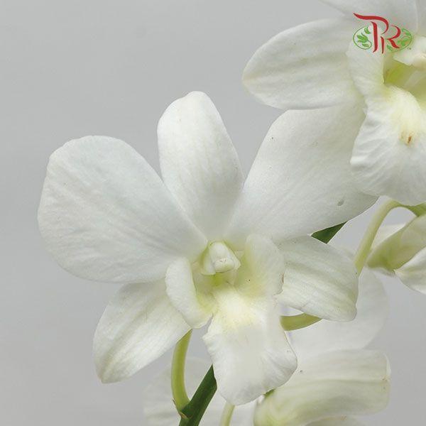 HW - Dendrobium - Orchid White (SS) (5 Stems)-White-Malaysia-prflorist.com.my