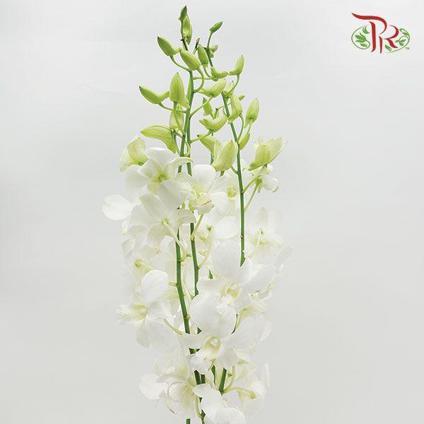 HW - Dendrobium - Orchid White (SS) (5 Stems)-White-Malaysia-prflorist.com.my
