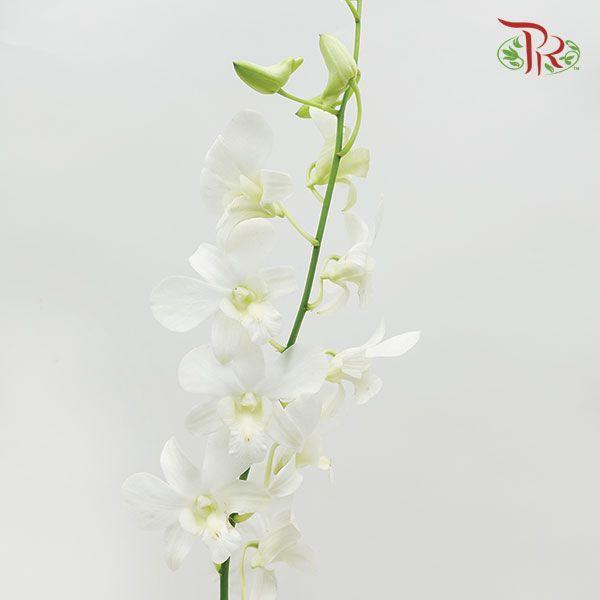 HW - Dendrobium - Orchid White (SS) (5 Stems)-White-Malaysia-prflorist.com.my