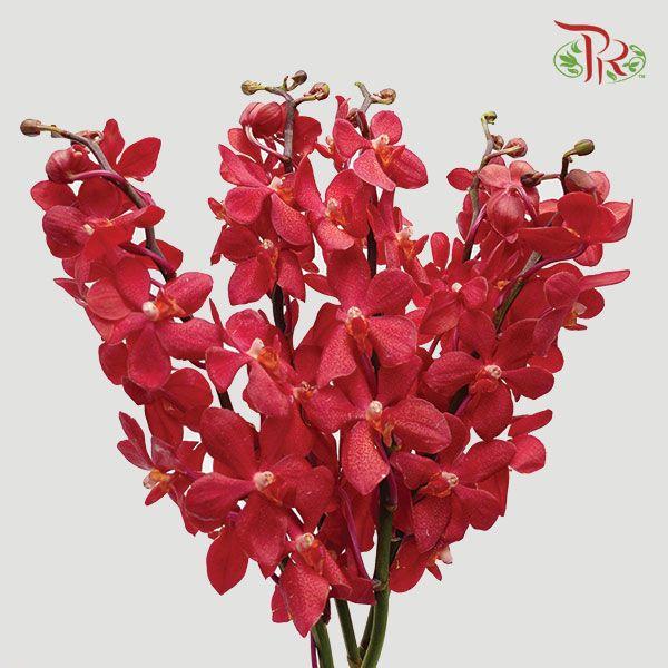 HW - Mokara Hassan Orchid (SS) - Red (5 Stems)-Red-Malaysia-prflorist.com.my