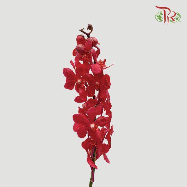 HW - Mokara Hassan Orchid (SS) - Red (5 Stems)-Red-Malaysia-prflorist.com.my