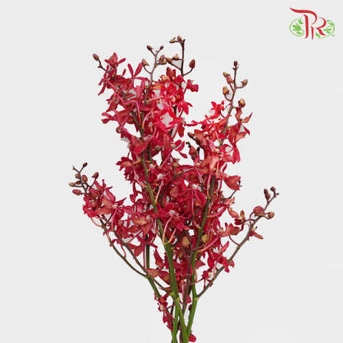 HW - Orchid Anora Red (Five Friendship) - (5 Stems) - S-Red-Malaysia-prflorist.com.my
