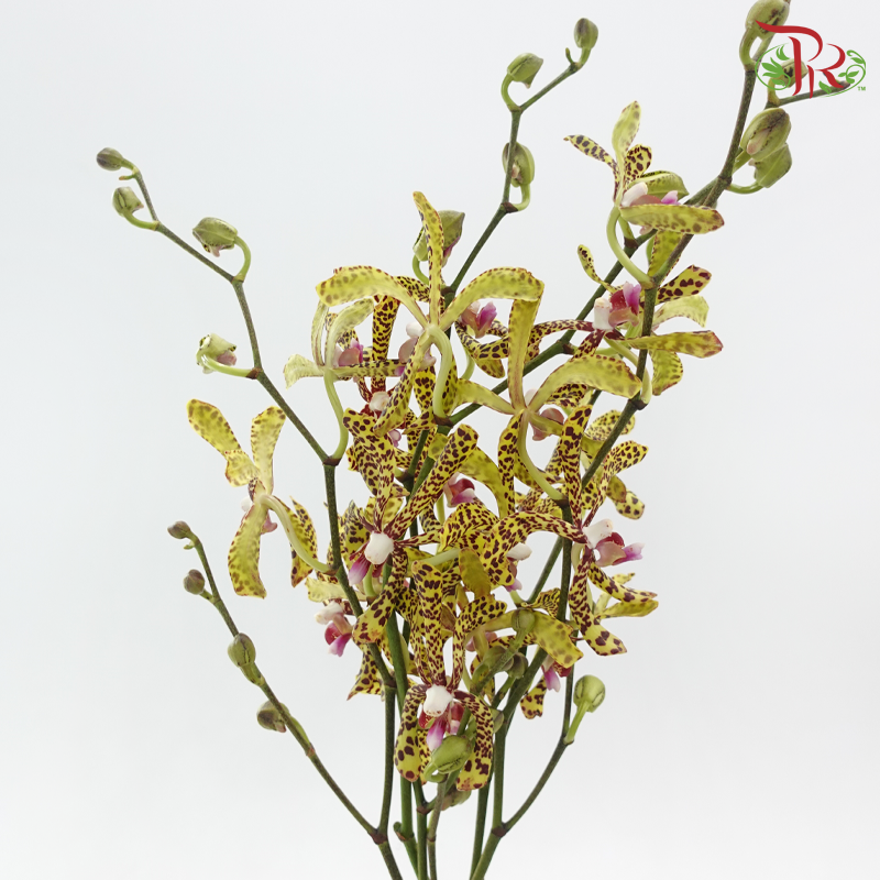HW Orchid Aranda Green Tiger (L)- (5 Stems)-Yellow-Pink-Pudu Ria Florist-prflorist.com.my