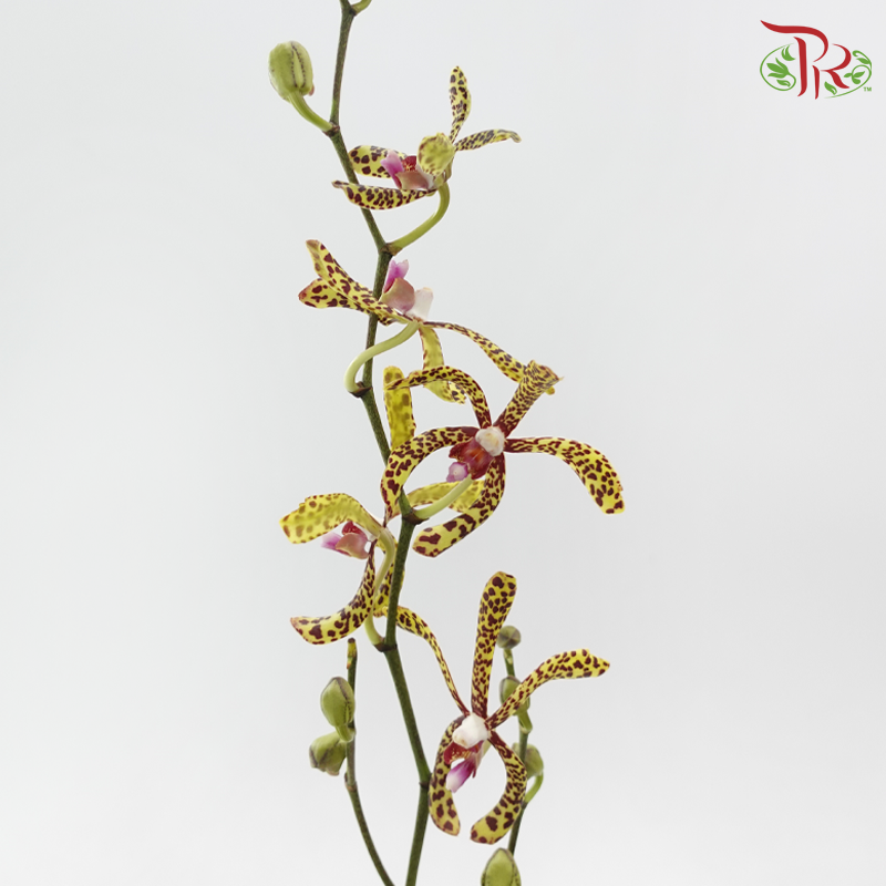HW Orchid Aranda Green Tiger (L)- (5 Stems)-Yellow-Pink-Pudu Ria Florist-prflorist.com.my