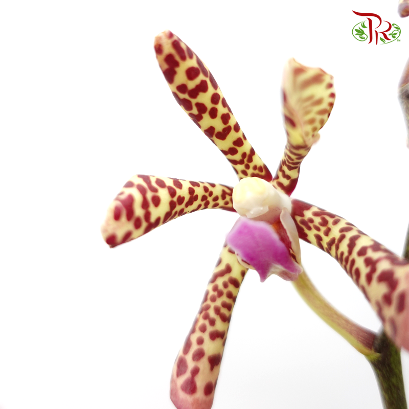 HW Orchid Aranda Yellow Tiger (XS) (5 Stems)-Yellow-Pink-Pudu Ria Florist-prflorist.com.my