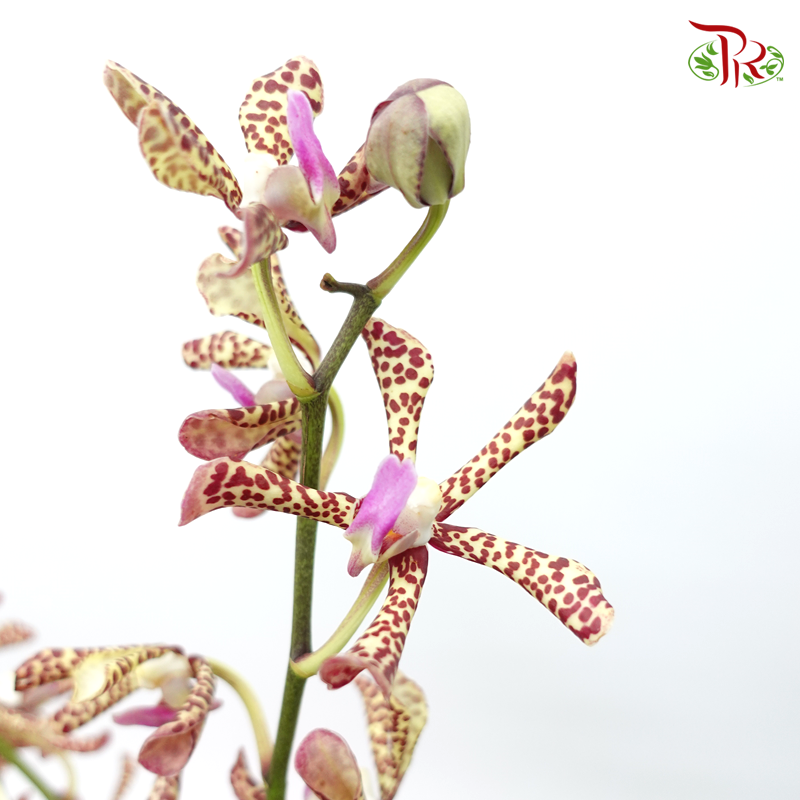 HW Orchid Aranda Yellow Tiger (XS) (5 Stems)-Yellow-Pink-Pudu Ria Florist-prflorist.com.my