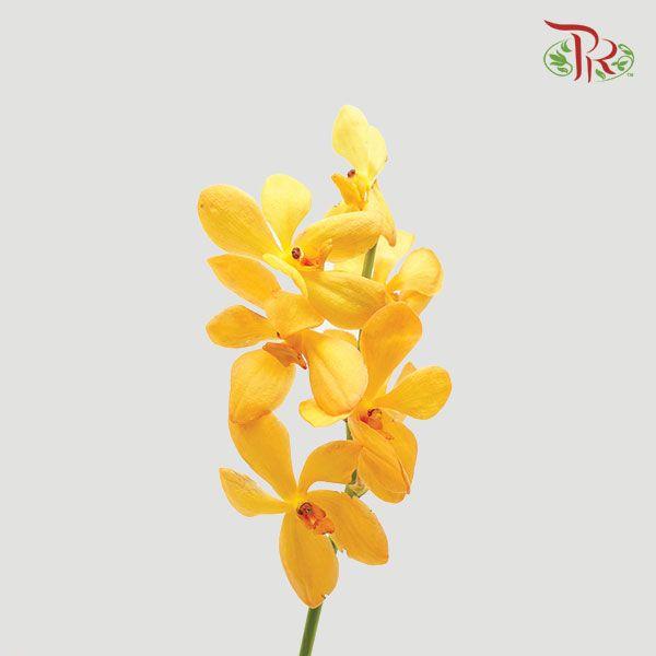 HW - Orchid Bright Mokara (SS) - Orange (5 Stems)-Orange-Malaysia-prflorist.com.my