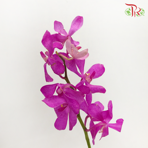 HW - Orchid Mokara - Cherry Pink (M) (5 Stems)-Pink-Malaysia-prflorist.com.my