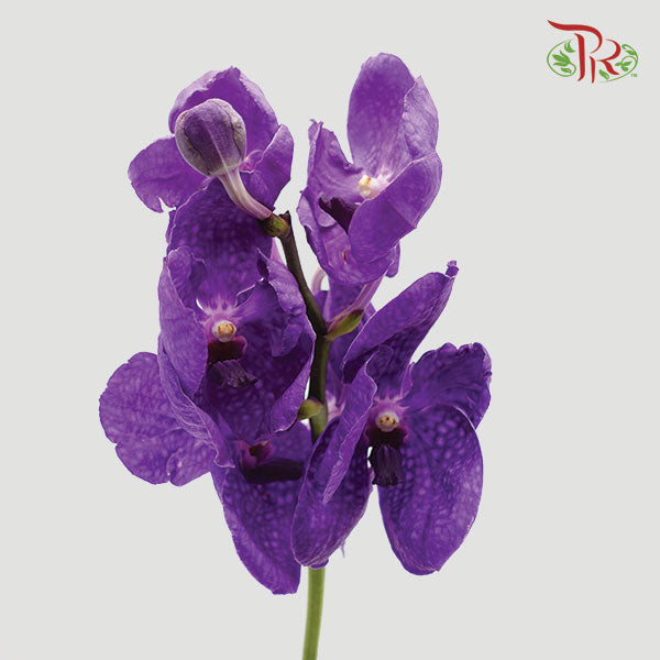 HW - Orchid Vanda Blue (SS) (Per Stem)-Pudu Ria Florist-prflorist.com.my