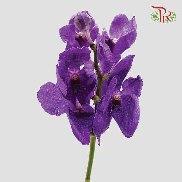 HW - Orchid Vanda Blue (SS) (Per Stem)-Pudu Ria Florist-prflorist.com.my