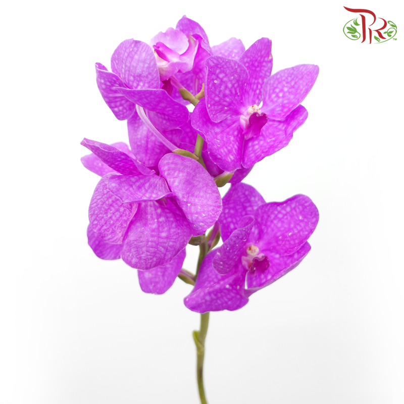 HW Orchid Vanda - Cherry Pink (L) (Per Stem)-Cherry Pink-Pudu Ria Florist-prflorist.com.my