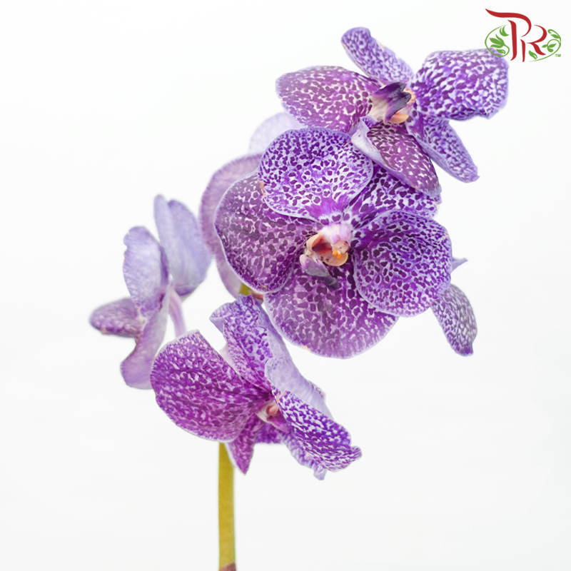 HW Orchid Vanda - Purple With Dots (L) (Per Stem)-Purple With Dots-Pudu Ria Florist-prflorist.com.my