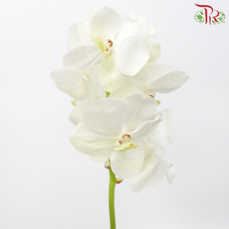 HW Orchid Vanda - White (L) (Per Stem)-White-Pudu Ria Florist-prflorist.com.my