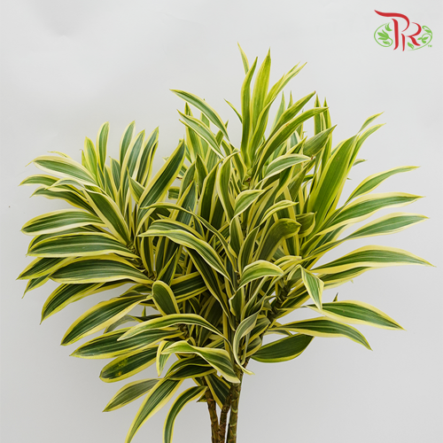 HW - Song Of India (SOI) - (5 Stems)-Malaysia-prflorist.com.my