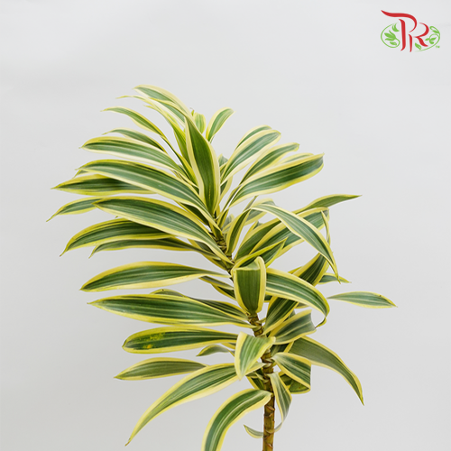 HW - Song Of India (SOI) - (5 Stems)-Malaysia-prflorist.com.my