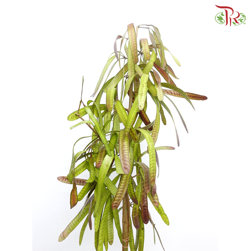 Hyacinths Bean - (Per Bunch)-China-prflorist.com.my