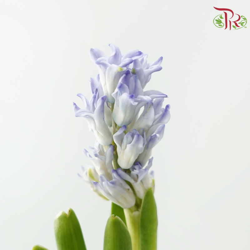 Hyacinthus - Bluish Purple (5 Stems) **Fragile-Purple-Netherland-prflorist.com.my