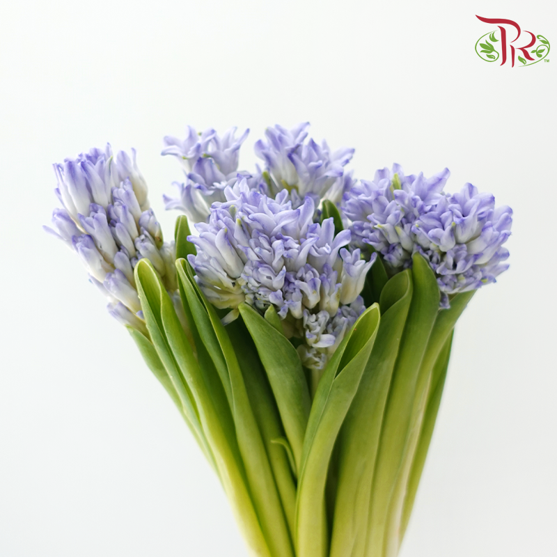 Hyacinthus - Bluish Purple (5 Stems) **Fragile-Purple-Netherland-prflorist.com.my