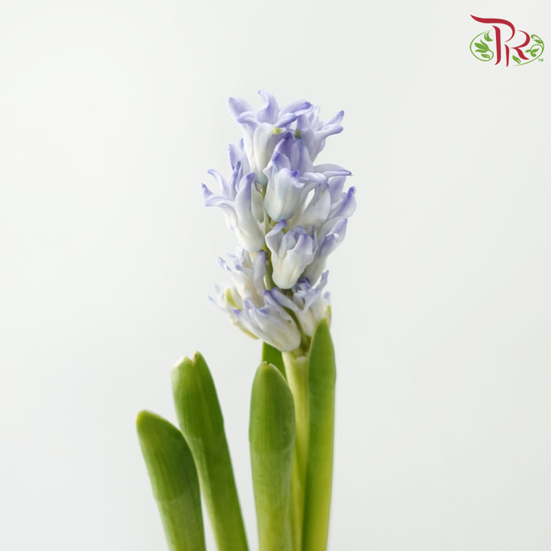 Hyacinthus - Bluish Purple (5 Stems) **Fragile-Purple-Netherland-prflorist.com.my