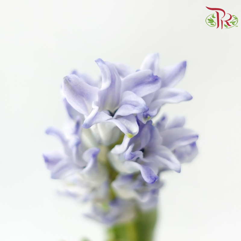 Hyacinthus - Bluish Purple (5 Stems) **Fragile-Purple-Netherland-prflorist.com.my