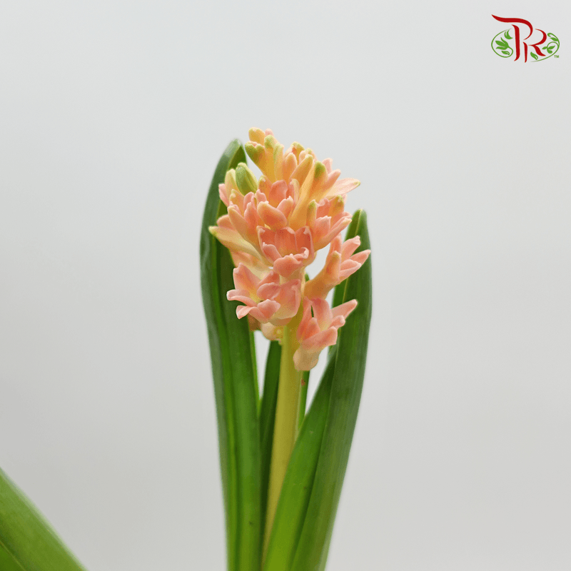 Hyacinthus - Champagne (5 Stems) *Fragile - Pudu Ria Florist